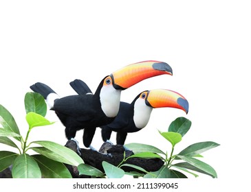 Two beautiful colorful toucan birds (Ramphastidae) on a branch in a rainforest. Couple of toucan bird and leaves of tropical plants. Isolated on white background. Copy space for text - Shutterstock ID 2111399045