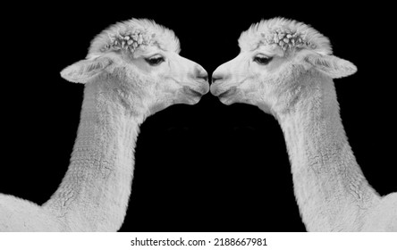 Two Beautiful Couple Alpaca Face