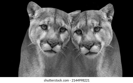 Two Beautiful Couple Cougar On The Black Background