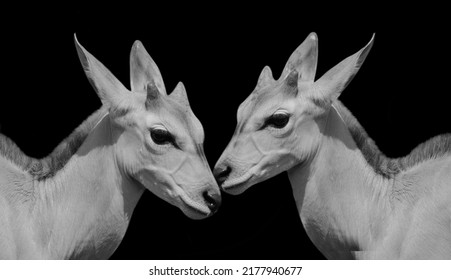 698 Eland head Images, Stock Photos & Vectors | Shutterstock