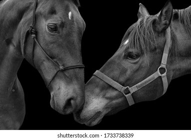 Two Beautiful Couple Horse Loving Together