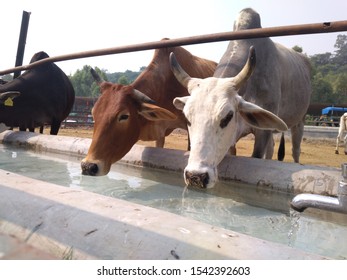  Two beautiful cow drinking water from one tap this picture is takken in indian cow house where more than 400 cow`s are served.