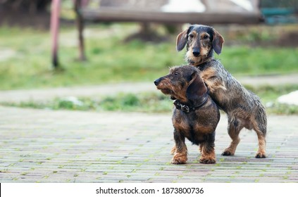 Two beautiful dachshunds, a puppy and an adult are playing in the yard. Dog portrait