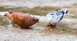 Two Beautiful Domestic Pigeons Eating Wheat Seeds From The Ground