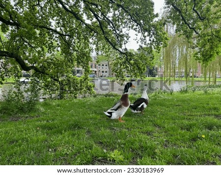 Two beautiful ducks walking near city canal