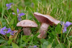 Two Beautiful Edible Purple Mushrooms Amethyst Deceiver (Laccaria Amethystina) Grows Among Blooming Violets And Grass In The Wild.