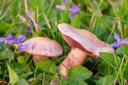 Two Beautiful Edible Purple Mushrooms Amethyst Deceiver (Laccaria Amethystina) Grows Among Blooming Violets And Grass In The Wild.