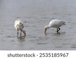 Two beautiful Eurasian Spoonbill or common spoonbill (Platalea leucorodia) walking in shallow water hunting for food. Gelderland in the Netherlands.                                             