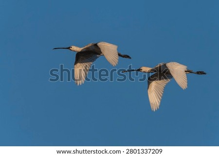 Two Beautiful Eurasian Spoonbill or common spoonbill (Platalea leucorodia)  in flight. Gelderland in the Netherlands. Blue sky background.           