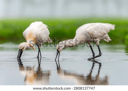  Two beautiful Eurasian Spoonbill or common spoonbill (Platalea leucorodia) walking in shallow water hunting for food. 
                              