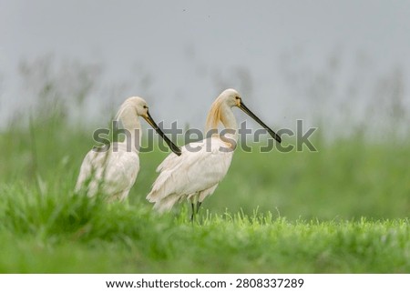 Two beautiful Eurasian Spoonbill or common spoonbill (Platalea leucorodia) in lush green wetland habitat in the Netherlands.                        