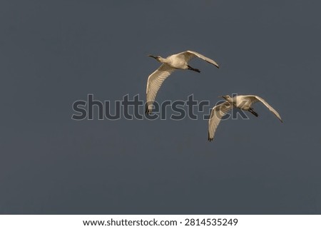 Two Beautiful Eurasian Spoonbill or common spoonbill (Platalea leucorodia)  in flight. Gelderland in the Netherlands. Blue sky background.                                  