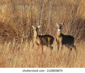 Two Beautiful Female Whitetail Deer