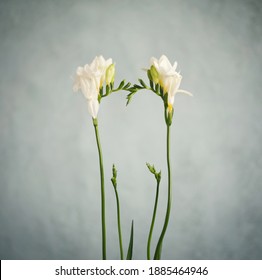 Two beautiful freesia flowers in composition