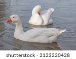 Two beautiful geese in the water