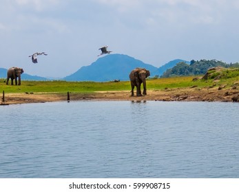 Two beautiful giant Asian elephants elephant couple standing near a lake riverbed in an island of a national park in Sri Lanka - Shutterstock ID 599908715
