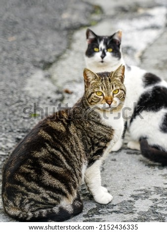 Two beautiful homeless cats on street in Paphos, Cyprus, selected focus