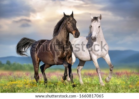 Two beautiful horse run gallop on flowers field with blue sky behind