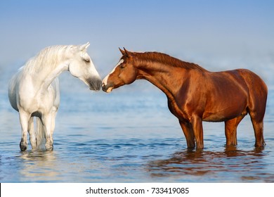 Two beautiful horse standing in water