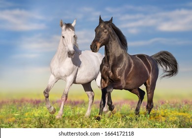 Two beautiful horses run gallop on flowers field with blue sky behind