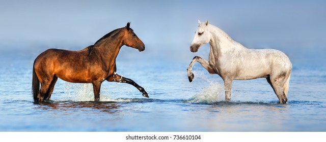 Two beautiful horses standing in  blue water. Panorama for website