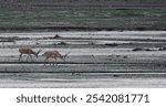 Two beautiful impalas in a dry field