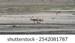 Two beautiful impalas in a dry field