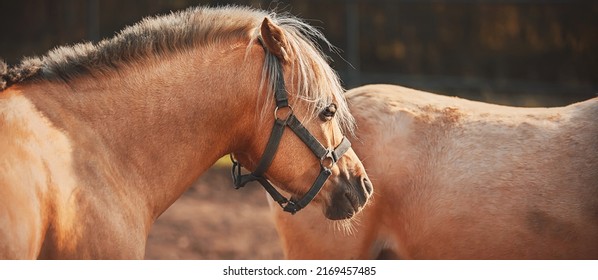 Two Beautiful Light Palomino Horses With Long Bangs Walk Around The Farm. Livestock.