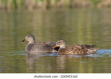 two beautiful Mareca strepera or gadwall ducks swimming in calm water
