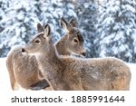 Two beautiful mule deers standing next to each other with forest, woods background in winter time with snow on their bodies. 