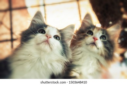 Two Beautiful Norwegian Forest Cats