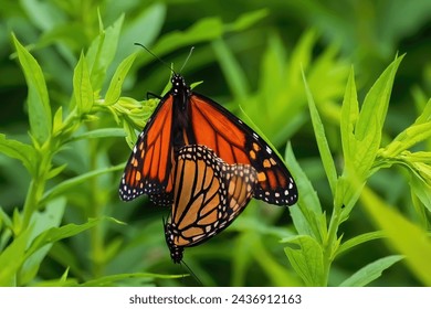 Two beautiful orange and black monarch butterflies that may be in the act of mating on a summer day at the Como Park Zoo and Conservatory in St. Paul, Minnesota USA. - Powered by Shutterstock