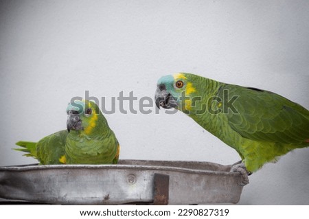 Two beautiful parrots with light background