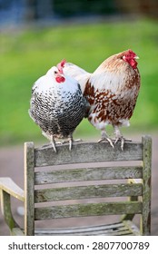 Two beautiful patterned chickens perch on a weathered wooden chair outdoors, with one more peeking from behind. A lovely scene of farm birds in their natural environment.Stockphotography Erwin Bosman