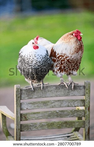 Two beautiful patterned chickens perch on a weathered wooden chair outdoors, with one more peeking from behind. A lovely scene of farm birds in their natural environment.Stockphotography Erwin Bosman