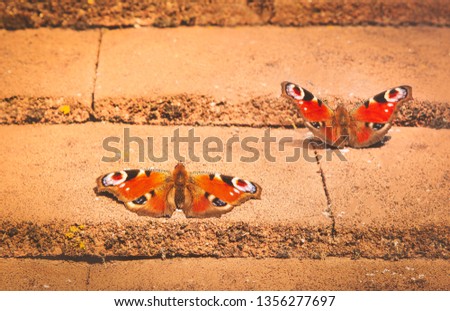 two beautiful peacock butterflies basking in the sunshine of stone roof tiles 