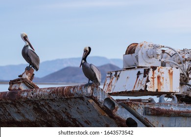 Two Beautiful Peruvian Pelicans Perched On A Rusty Shipwreck With Mountain Landscape In The Background Captured At Bahia De Los Angeles Beach In Baja California In Mexico