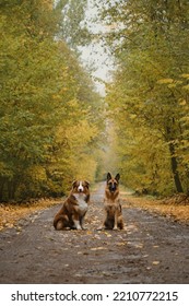 Two Beautiful Purebred Dogs In Autumn Park. Yellow Trees Grow Along Rural Empty Road. German And Australian Shepherd Dogs Sit On Trail In Forest In Fall. Concept Of Pets Outside, No People.