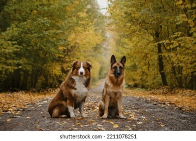 Two Beautiful Purebred Dogs In Autumn Park. Yellow Trees Grow Along Rural Empty Road. German And Australian Shepherd Dogs Sit On Trail In Forest In Fall. Concept Of Pets Outside, No People.