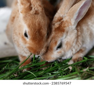Two beautiful rabbits eating grass in a market of Arequipe, Peru. - Powered by Shutterstock