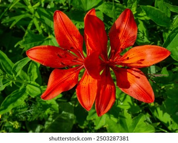 Two beautiful red lilies close-up on a green background. - Powered by Shutterstock