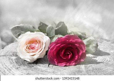 two beautiful rose blossoms on a tree trunk. Design for sympathy card with color key and grey blurry background with copy space.