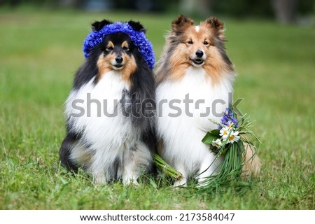 Two beautiful sable white shetland sheepdog, small collie lassie dog outside portrait with cornflower camomille midsummer circlet of flowers. Happy midsummer celebration postcard with smiling sheltie 