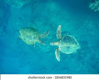 Two Beautiful Sea Turtles Swimming Together In The Ocean In Maui, Hawaii