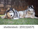 Two beautiful Siberian Huskies lying on the grass together in the wind on a beautiful sunny day.