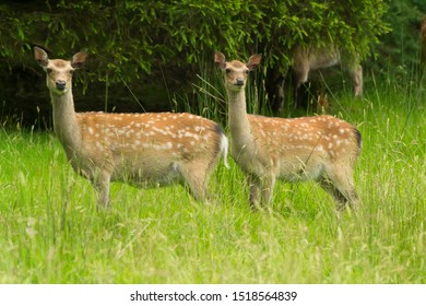 Two Beautiful Sika Deer In Gortin Glen Forest