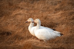The Two Beautiful Snow Geese Standing Near Each Other