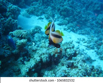 Remarkable, Info on striped butterfly fish Info on striped butterfly fish