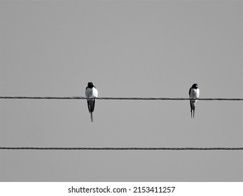 Two Beautiful Swallow Birds Resting On A Wire After A Long Journey.