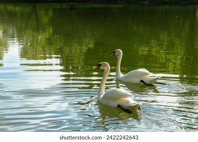 Two beautiful swans float on the water surface